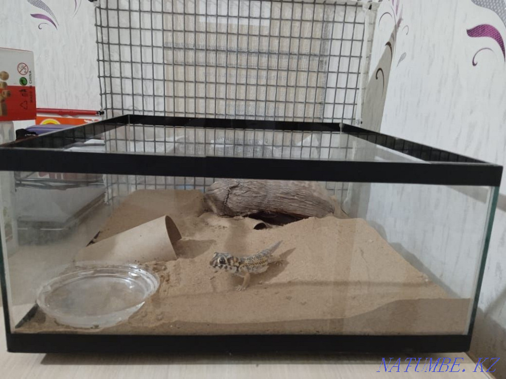 Sell skink gecko Almaty - photo 4