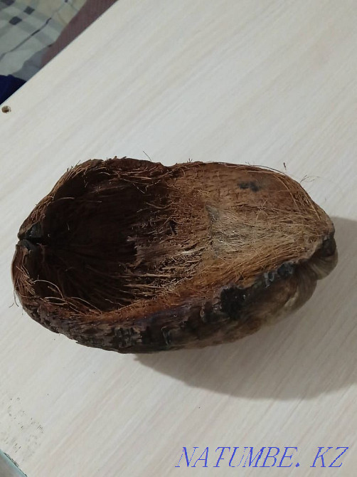 Sell skink gecko Almaty - photo 8