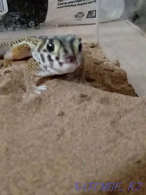 Sell skink gecko Almaty - photo 1