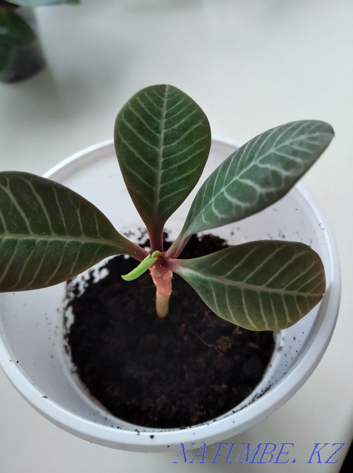 Молочай Эуфорбия. Сарань - изображение 2