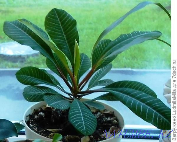 Молочай Эуфорбия. Сарань - изображение 1