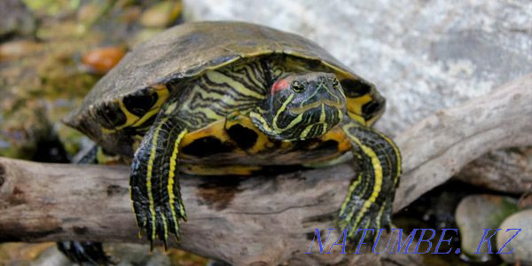 Черепаха красноухая Караганда - изображение 1