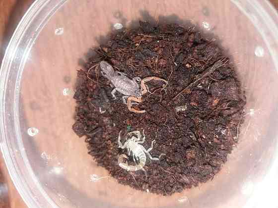 Скорпион Lychas trikarinatus. Karagandy