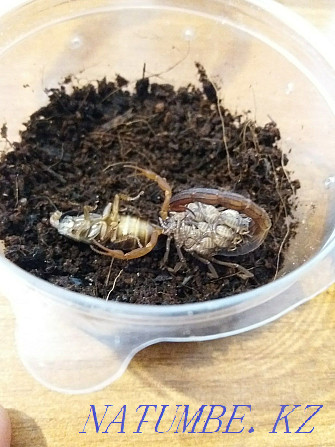 Scorpion Lychas trikarinatus. Karagandy - photo 2