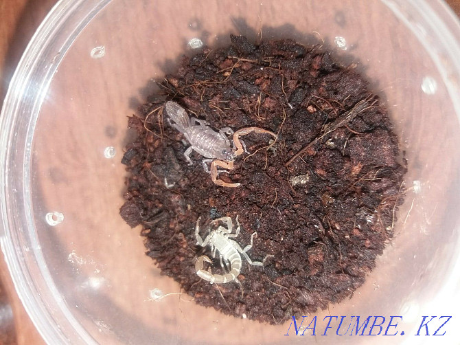 Scorpion Lychas trikarinatus. Karagandy - photo 1