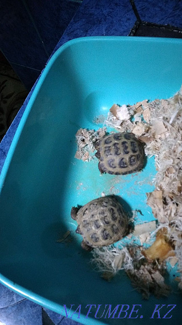 Сухапутная черепашка Усть-Каменогорск - изображение 1