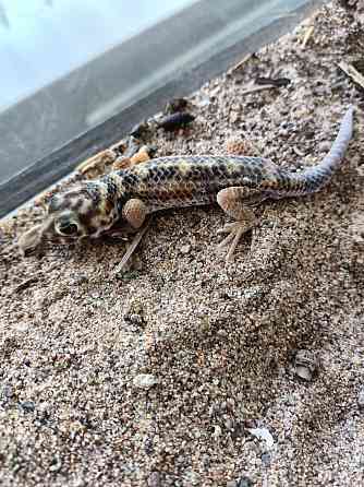 Продам сцинковый геккон Temirtau