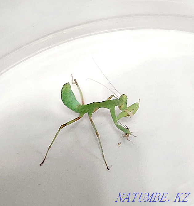 Sell babies praying mantis religious Almaty - photo 1