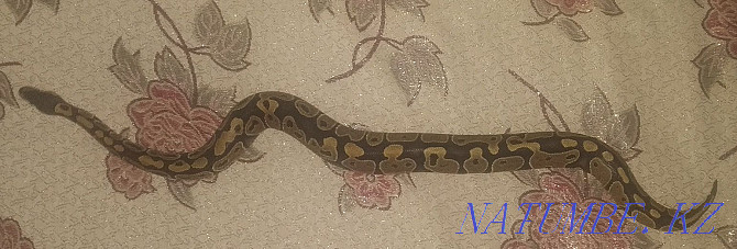 Python regius, female Kostanay - photo 3