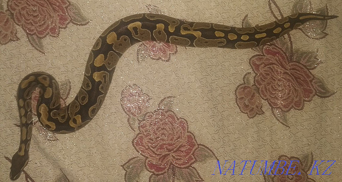 Python regius, female Kostanay - photo 2