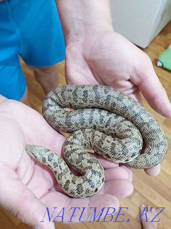 Sand boa for sale Almaty - photo 1