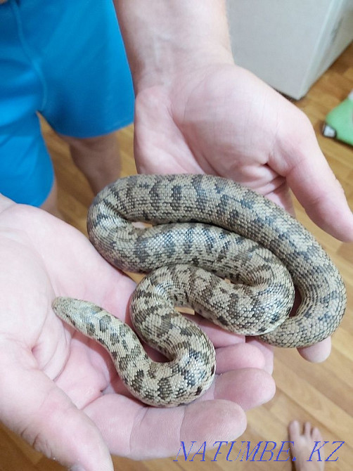 Sand boa for sale Almaty - photo 1