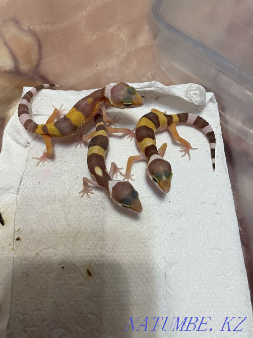 Eushki kids Almaty - photo 5