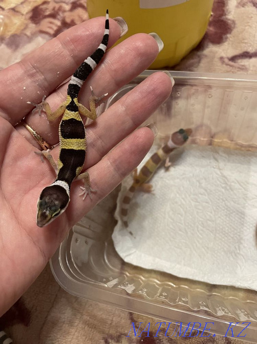 Eushki kids Almaty - photo 1