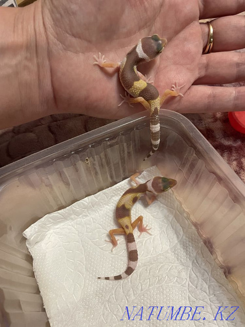 Eushki kids Almaty - photo 2