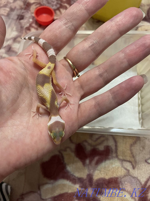 Eushki kids Almaty - photo 3