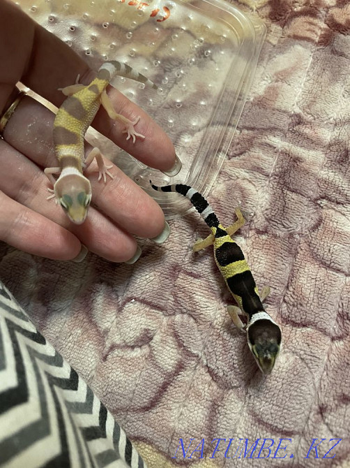 Eushki kids Almaty - photo 4