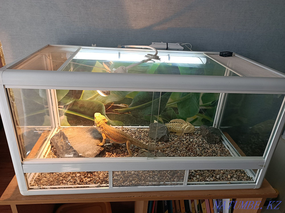reptile terrarium for sale Ust-Kamenogorsk - photo 2