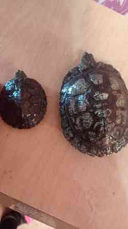 Продам Красноухие черепахи Pavlodar