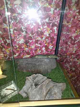 Жемчужная ящерица с террариумам Алматы