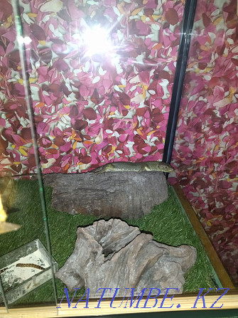 Жемчужная ящерица с террариумам Алматы - изображение 5