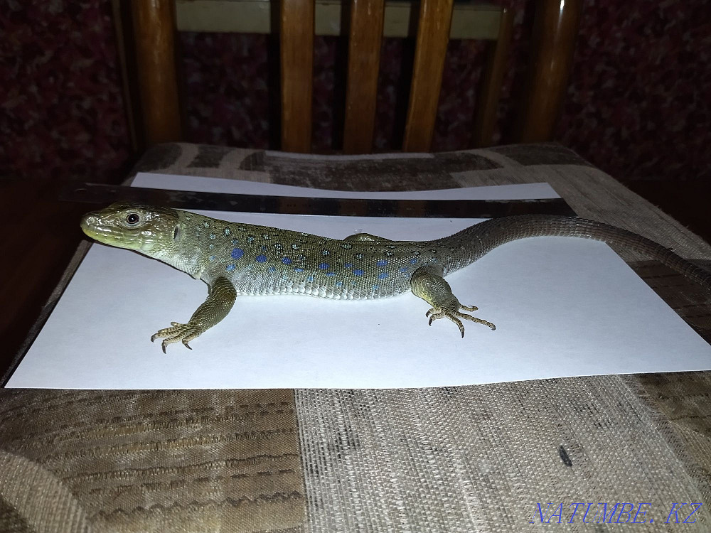 Pearl lizard with terrariums Almaty - photo 1