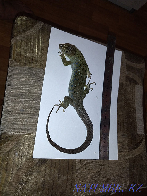 Pearl lizard with terrariums Almaty - photo 2
