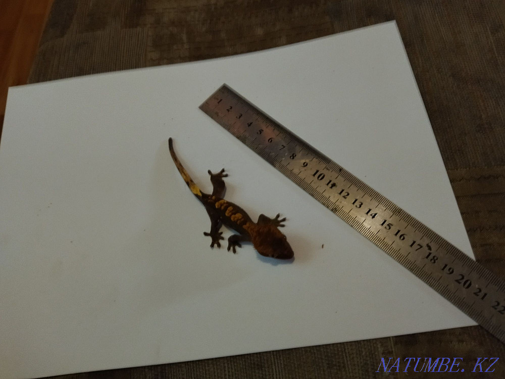 Banana eater with terrariums Almaty - photo 2