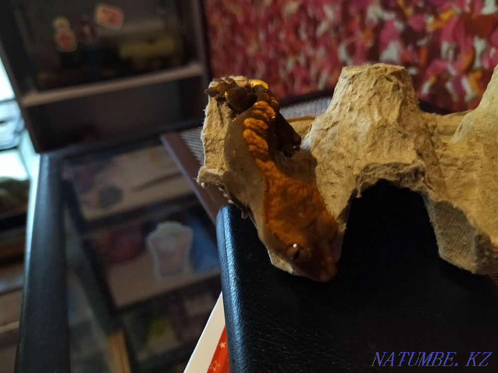 Banana eater with terrariums Almaty - photo 4