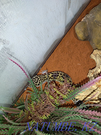 Iranian geckos with terrariums 80000 for two Almaty - photo 6