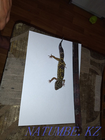 Iranian geckos with terrariums 80000 for two Almaty - photo 3