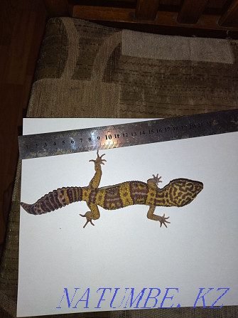 Iranian geckos with terrariums 80000 for two Almaty - photo 2
