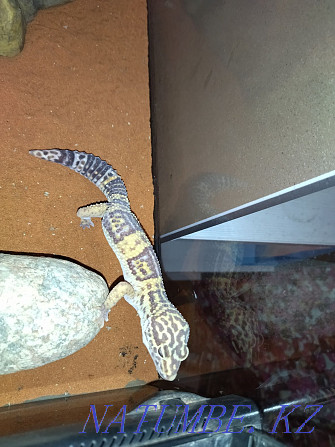 Iranian geckos with terrariums 80000 for two Almaty - photo 5