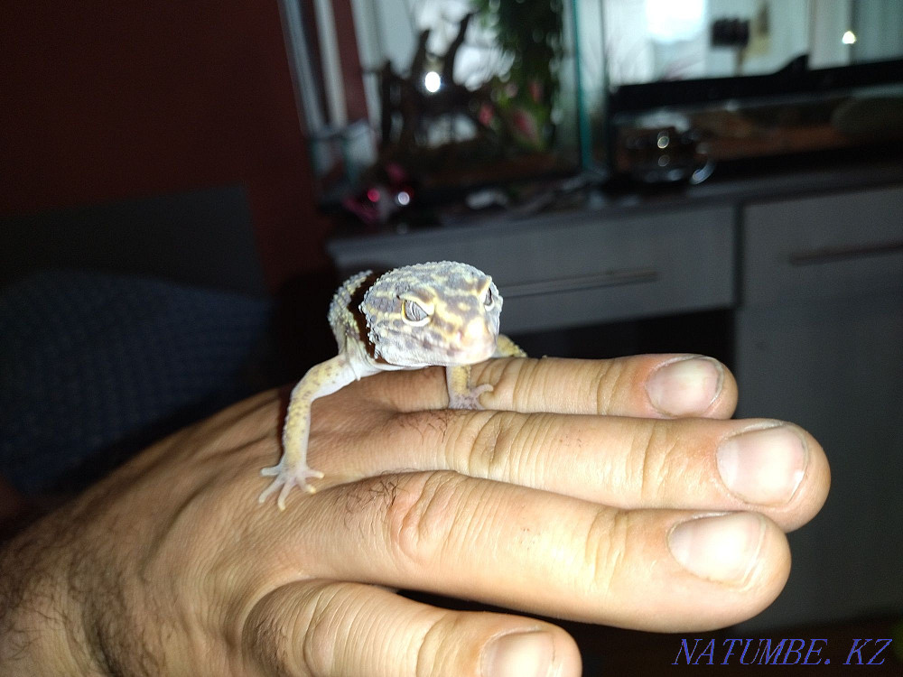 Iranian geckos with terrariums 80000 for two Almaty - photo 4