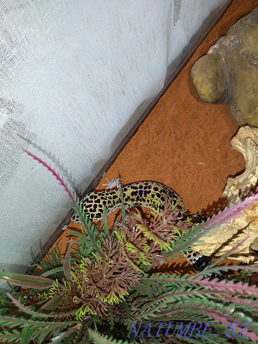 Iranian geckos with terrariums 80000 for two Almaty - photo 6