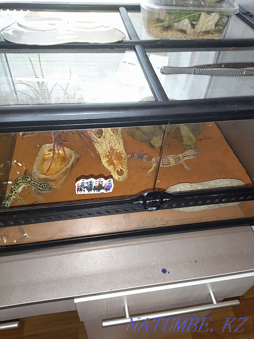Iranian geckos with terrariums 80000 for two Almaty - photo 7