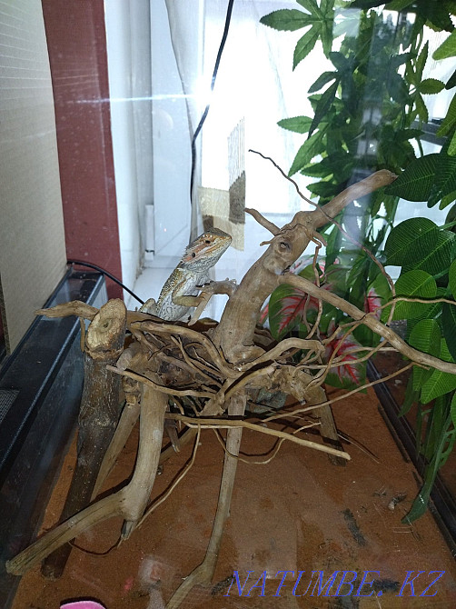 Террариумдары бар сақалды айдаһар  Алматы - изображение 3