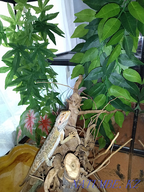 Террариумдары бар сақалды айдаһар  Алматы - изображение 4
