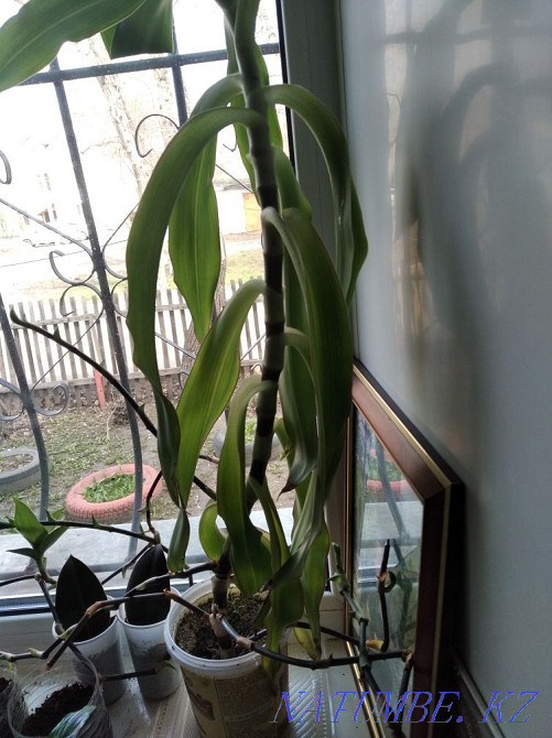 Golden Mustache. For joints. Sorang - photo 1