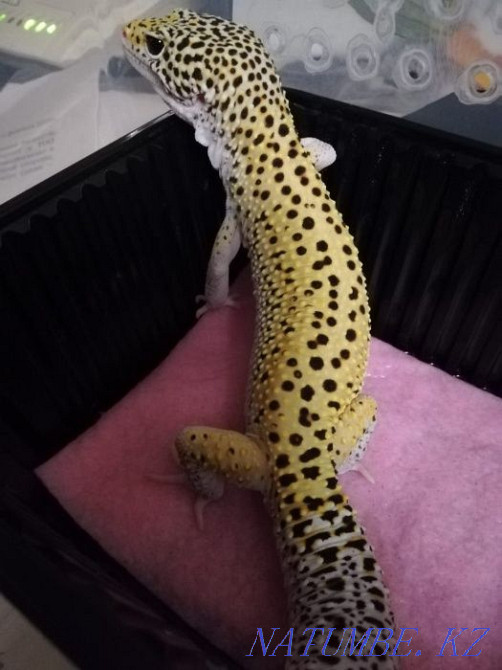 Эублефар малыши и подростки Алматы - изображение 6