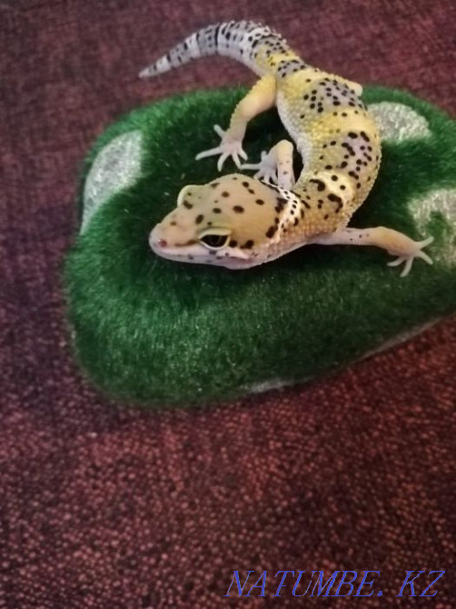 Эублефар малыши и подростки Алматы - изображение 1