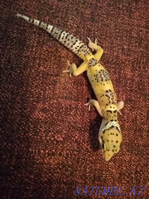 Эублефар малыши и подростки Алматы - изображение 2