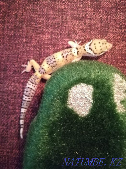 Эублефар малыши и подростки Алматы - изображение 4