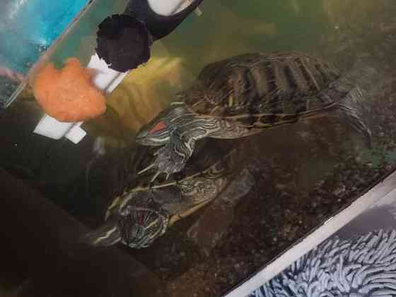 Продам двух красноухих черепах Астана