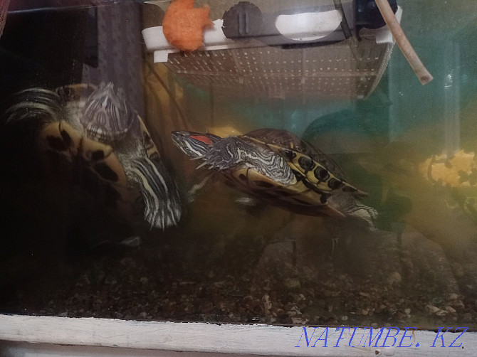 Two red-eared sliders for sale Astana - photo 4