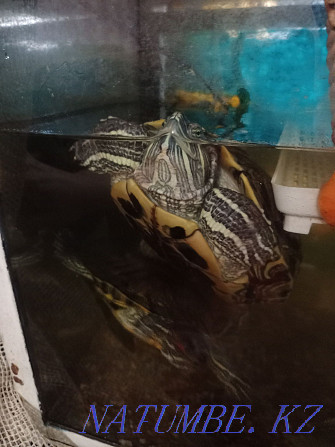 Two red-eared sliders for sale Astana - photo 2