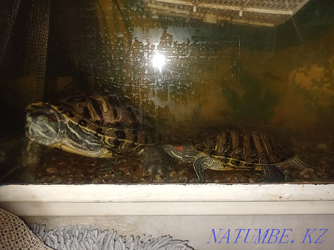 Two red-eared sliders for sale Astana - photo 5