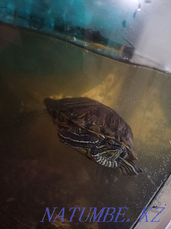 Two red-eared sliders for sale Astana - photo 1