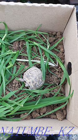 Sell turtle Shymkent - photo 4