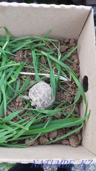 Sell turtle Shymkent - photo 4